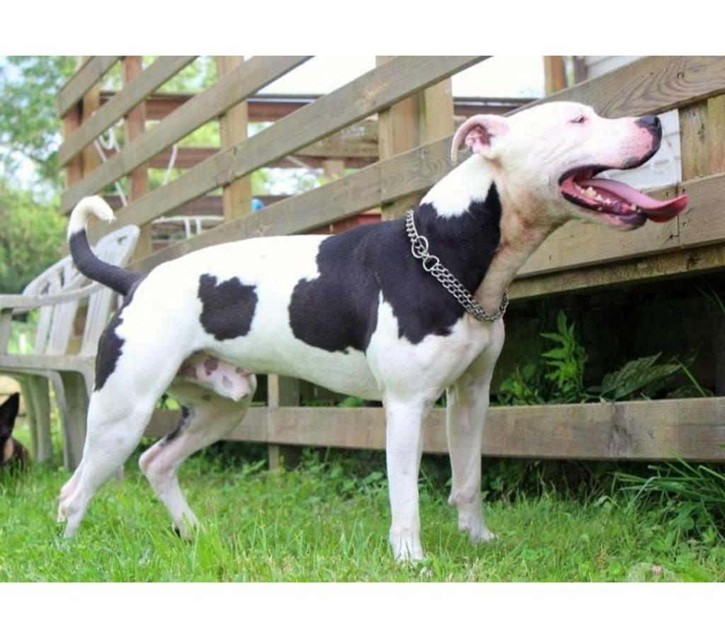 Vente Cher Bessais le Fromental - 18210 - Photos Vivastreet GOLO, magnifique croisé American Staffordshire déclassé