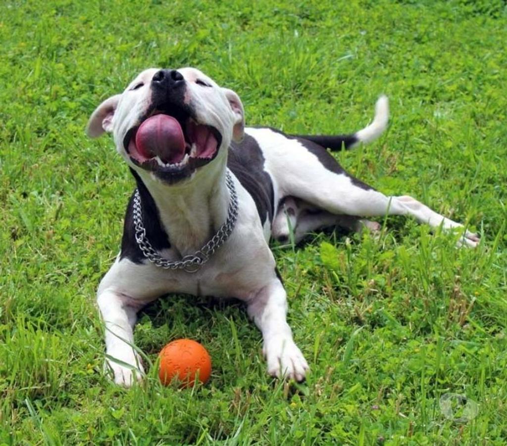 Vente Cher Bessais le Fromental - 18210 - Photos Vivastreet GOLO, magnifique croisé American Staffordshire déclassé