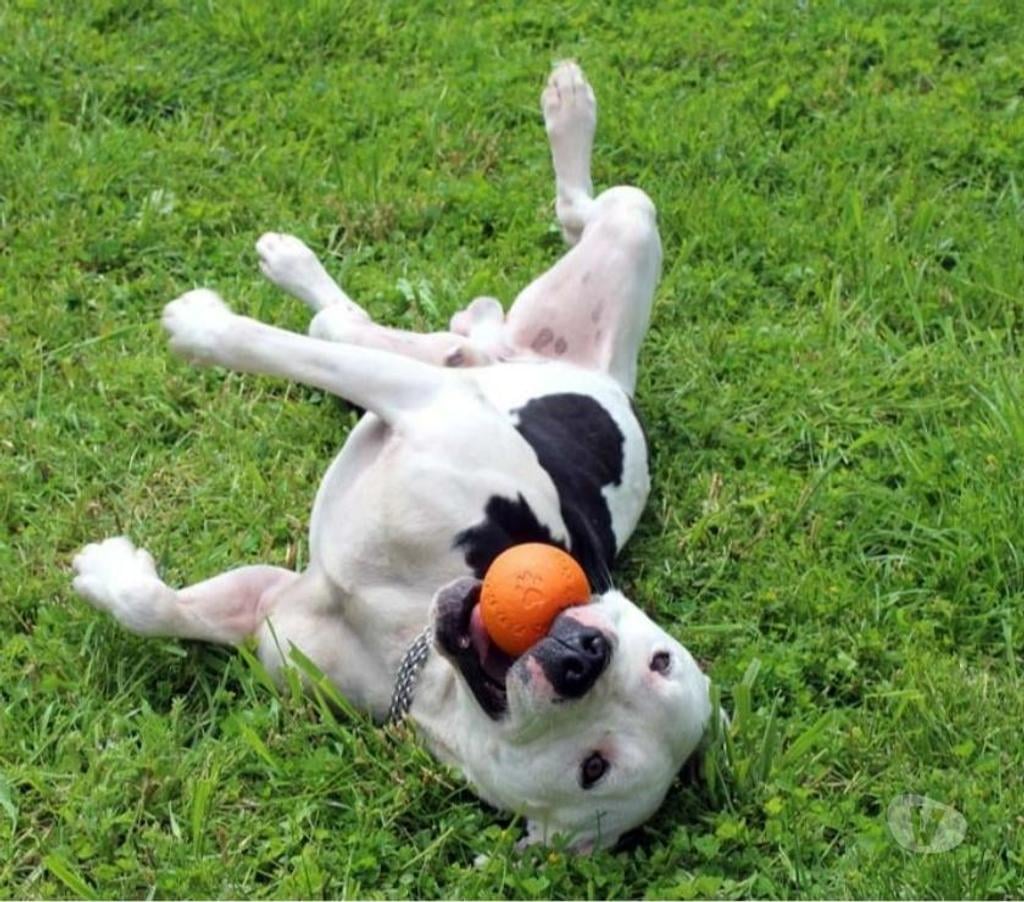 Vente Cher Bessais le Fromental - 18210 - Photos Vivastreet GOLO, magnifique croisé American Staffordshire déclassé