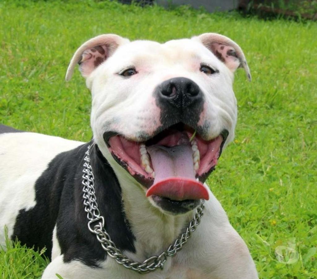 Vente Cher Bessais le Fromental - 18210 - Photos Vivastreet GOLO, magnifique croisé American Staffordshire déclassé