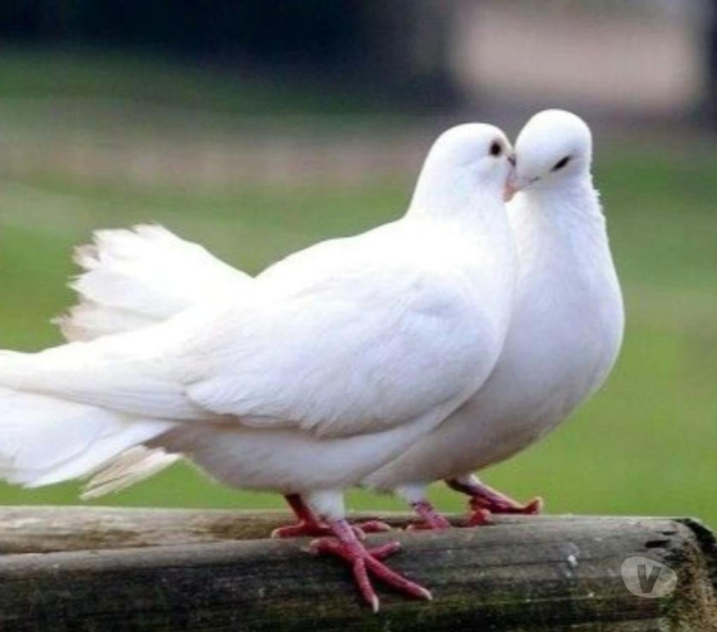 Vente Saône-et-Loire Prety - 71290 - Photos Vivastreet PIGEONS VOYAGEURS BLANCS