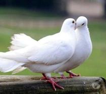 PIGEONS VOYAGEURS BLANCS