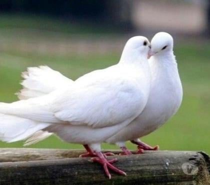 Vente animaux Prety Saône-et-Loire - Photos Vivastreet PIGEONS VOYAGEURS BLANCS