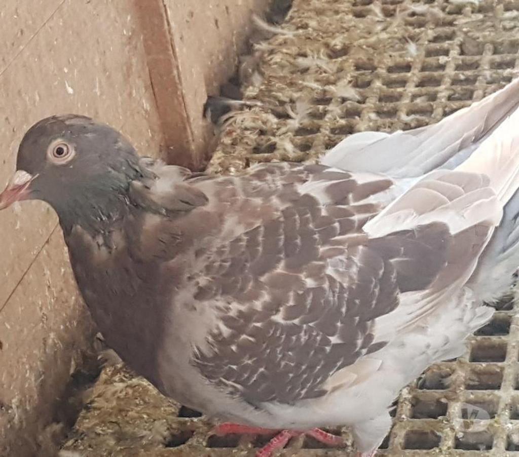 Vente Landes Aire sur l'Adour - 40800 - Photos Vivastreet Pigeons géants Hubbels XXL