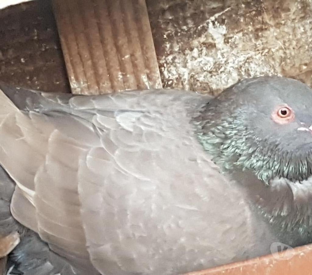 Vente Landes Aire sur l'Adour - 40800 - Photos Vivastreet Pigeons géants Hubbels XXL
