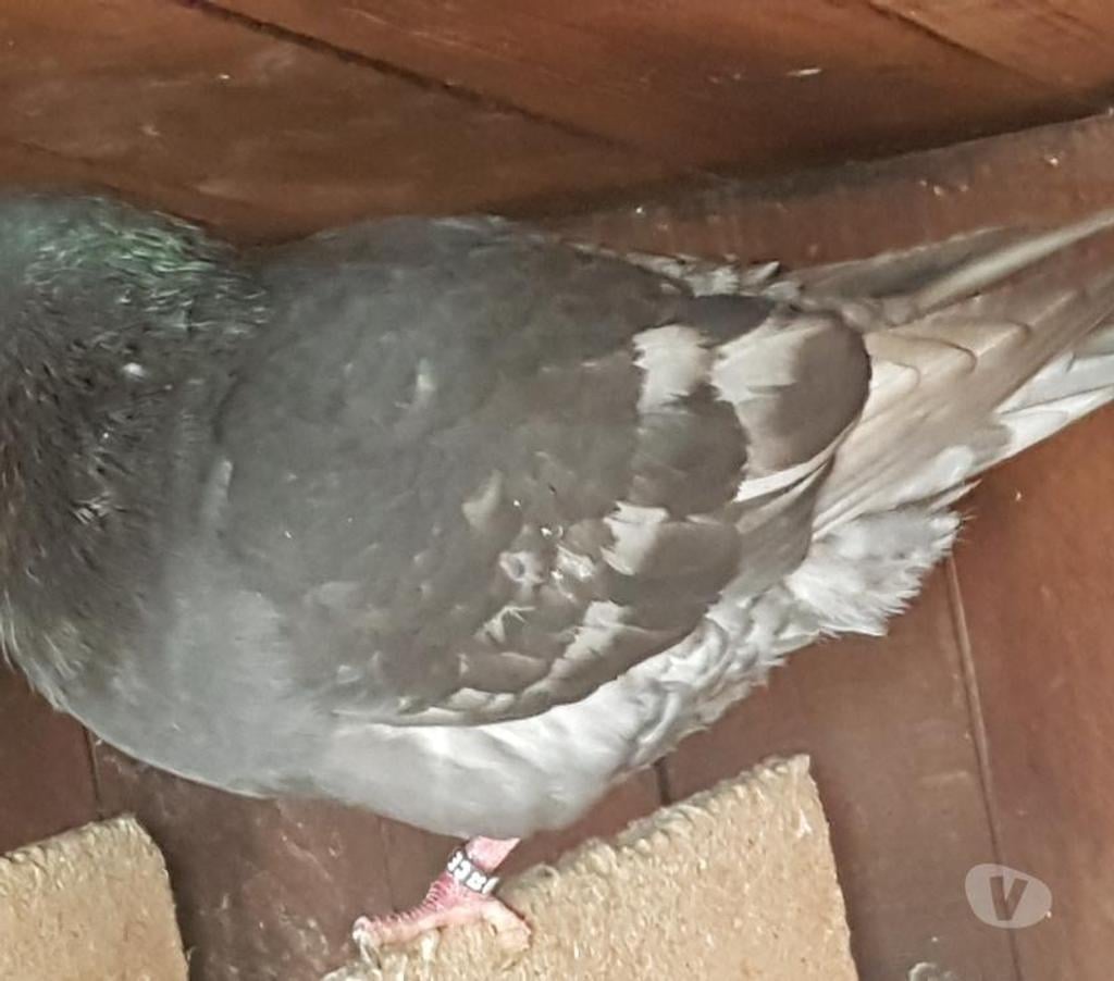 Vente Landes Aire sur l'Adour - 40800 - Photos Vivastreet Pigeons géants Hubbels XXL