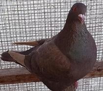 Pigeons géants Hubbels XXL