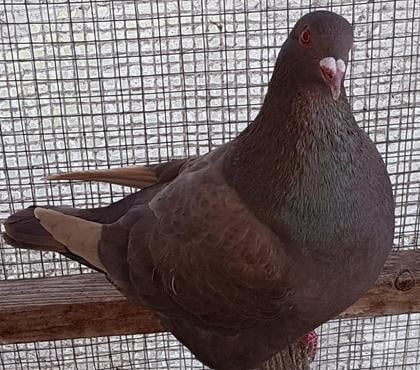 Vente animaux Aire sur l'Adour Landes - Photos Vivastreet Pigeons géants Hubbels XXL