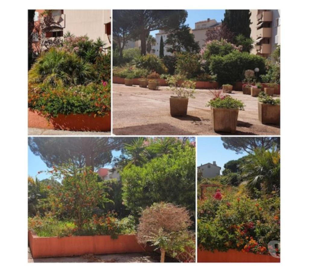 location saisonniere Var Hyeres - 83400 - Photos Vivastreet Studio vacances à Hyères (83400)