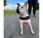 NIKITA, adorable Staffie noire et blanche à adopter