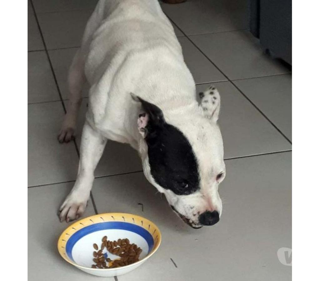 Vente Loire-Atlantique Blain - 44130 - Photos Vivastreet NIKITA, adorable Staffie noire et blanche à adopter