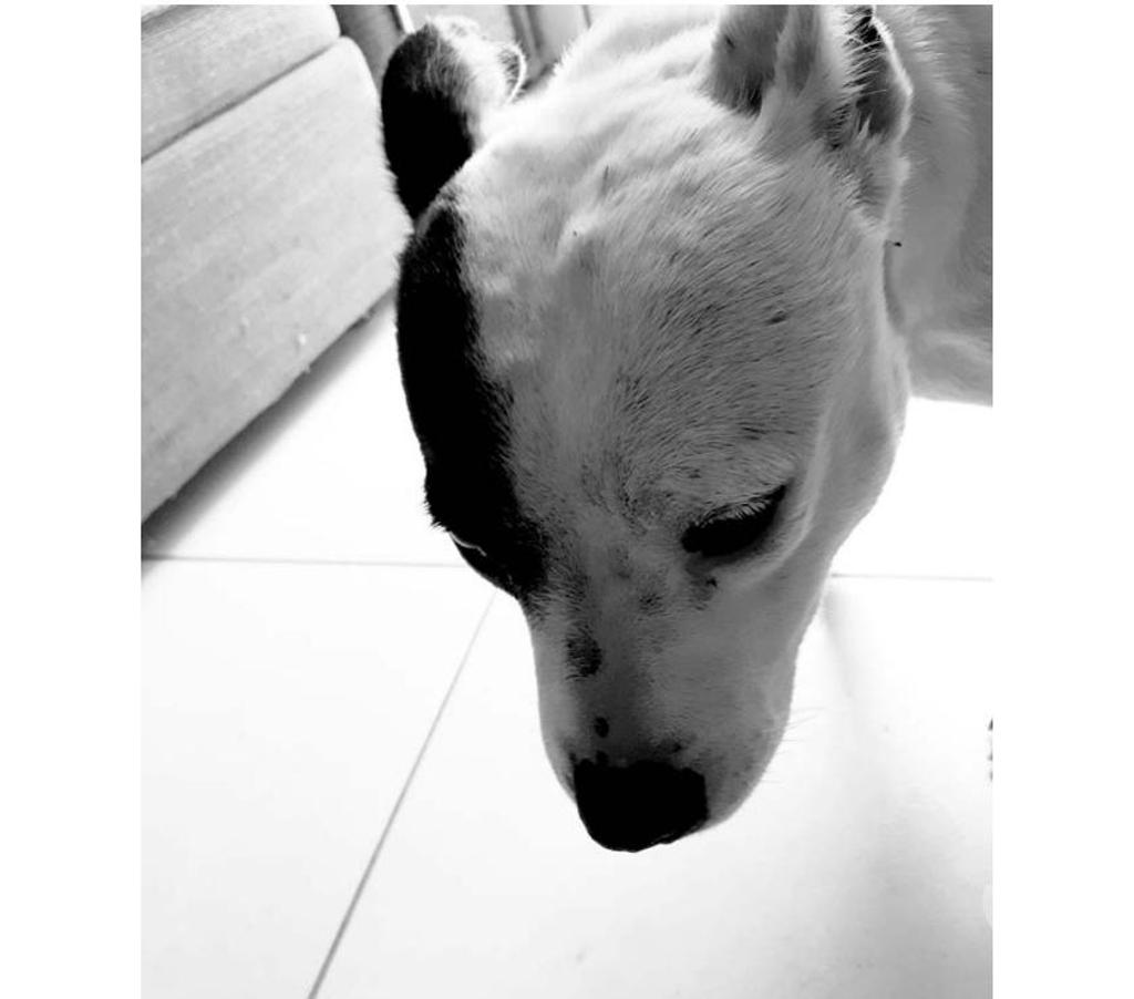 Vente Loire-Atlantique Blain - 44130 - Photos Vivastreet NIKITA, adorable Staffie noire et blanche à adopter