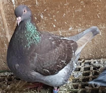 Vente animaux Aire sur l'Adour Landes - Photos Vivastreet Unique au monde : pigeonne mondain brun chocolat