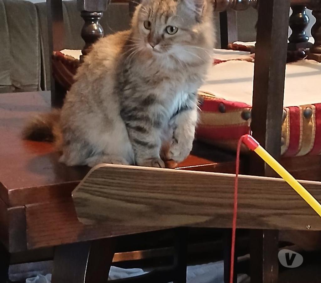 Don animaux Hautes-Pyrénées Tarbes - 65000 - Photos Vivastreet A ADOPTER TOOTSIE