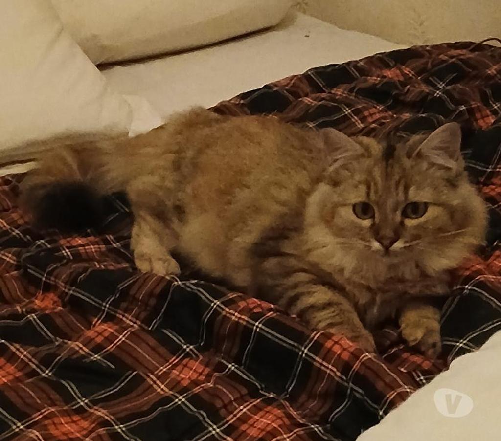Don animaux Hautes-Pyrénées Tarbes - 65000 - Photos Vivastreet A ADOPTER TOOTSIE