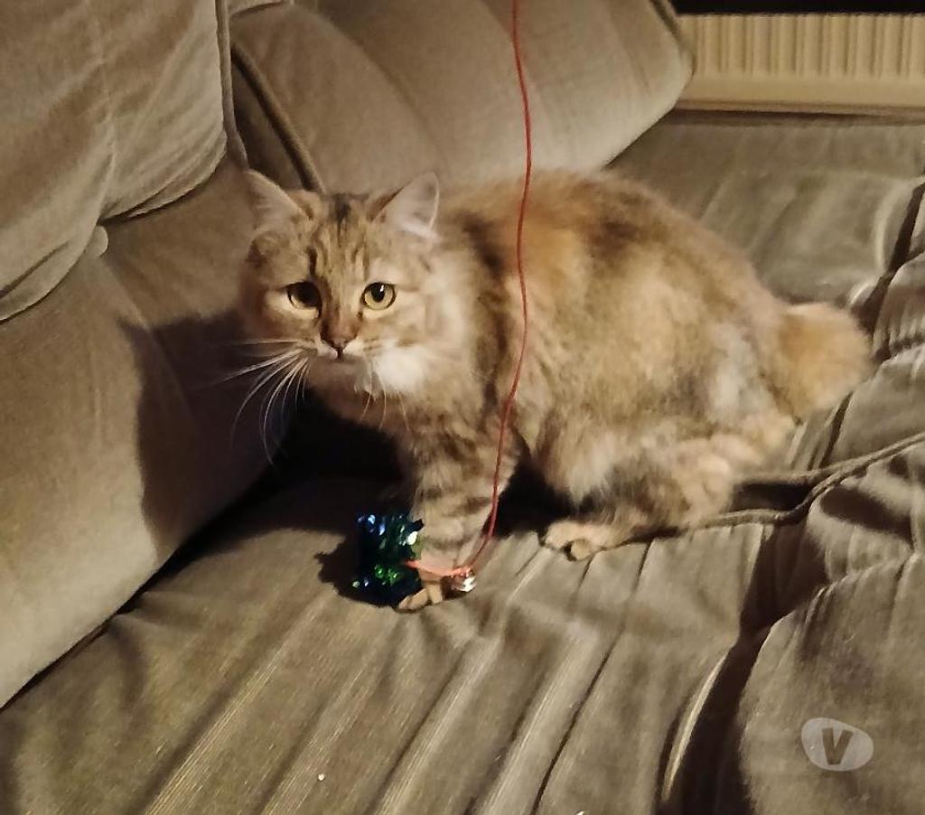 Don animaux Hautes-Pyrénées Tarbes - 65000 - Photos Vivastreet A ADOPTER TOOTSIE