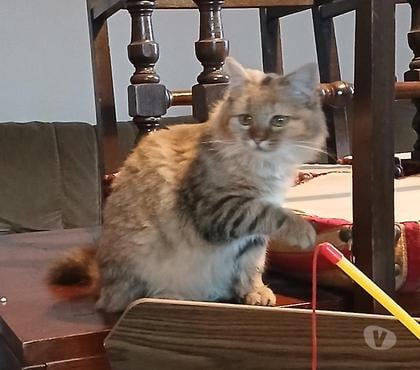 Don animaux Tarbes Hautes-Pyrénées - Photos Vivastreet A ADOPTER TOOTSIE