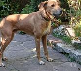A ADOPTER CRAPOUILLE