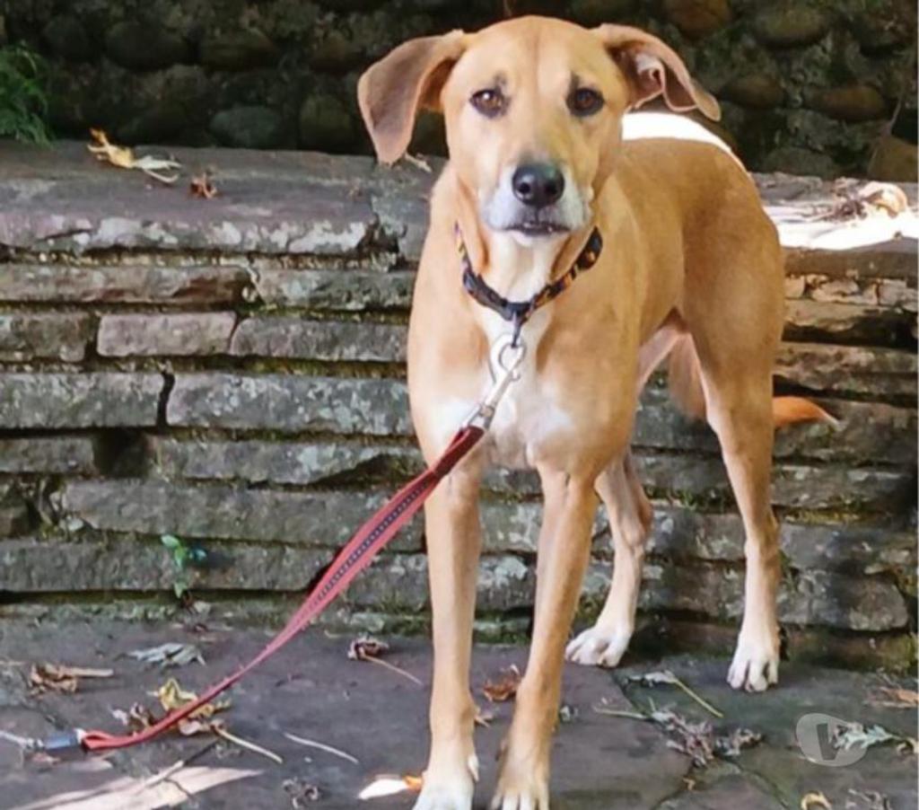 Don animaux Hautes-Pyrénées Tarbes - 65000 - Photos Vivastreet A ADOPTER CRAPOUILLE