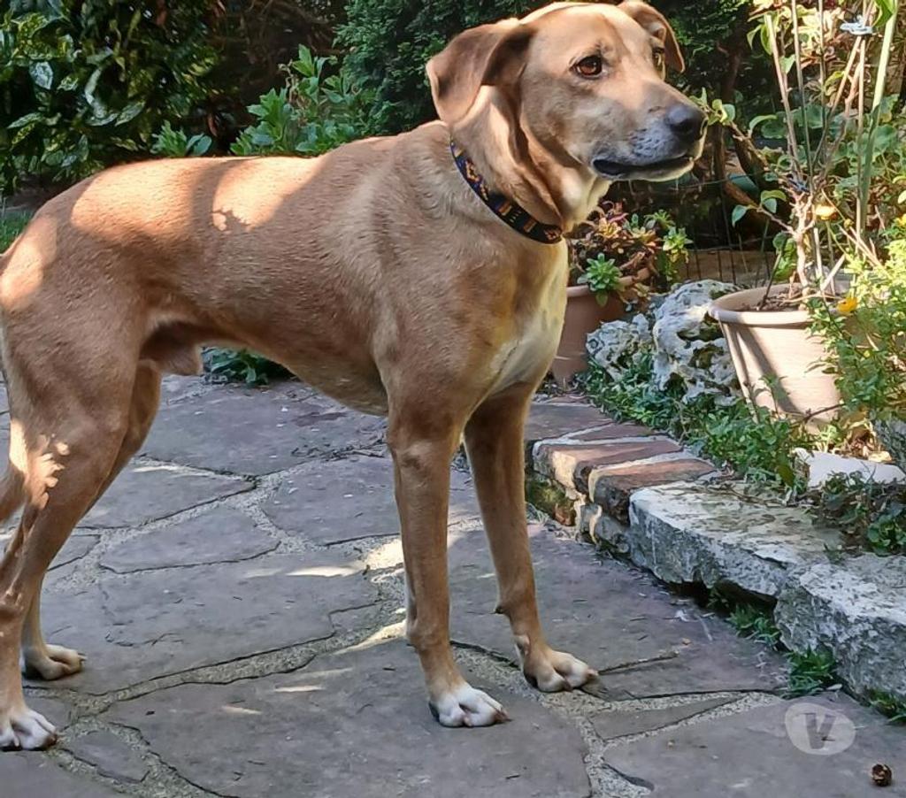 Don animaux Hautes-Pyrénées Tarbes - 65000 - Photos Vivastreet A ADOPTER CRAPOUILLE