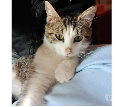 Vente animaux Parnay Cher - Photos Vivastreet KALIA, magnifique chatte grise et blanche à adopter