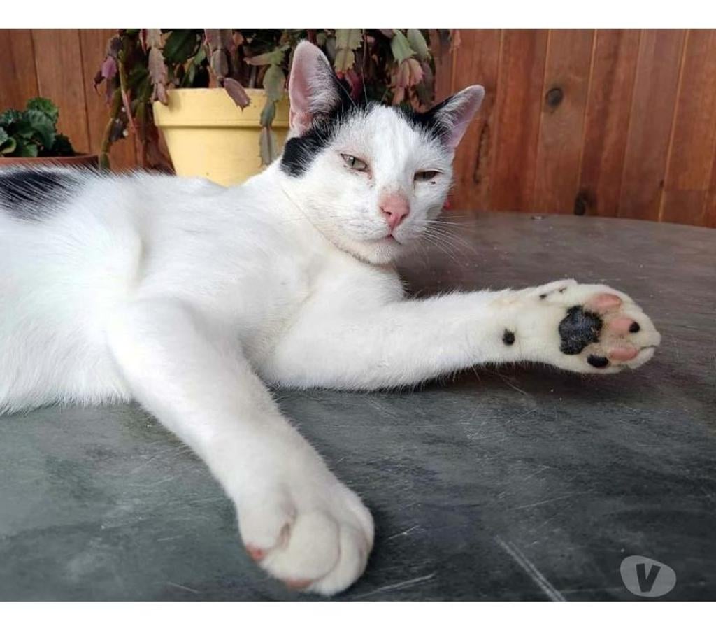 Vente Allier Theneuille - 03350 - Photos Vivastreet COSMOS, adorable chat noir et blanc à adopter