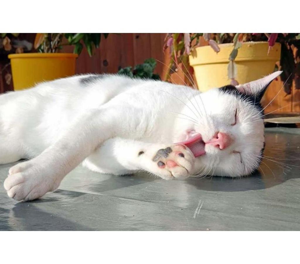 Vente Allier Theneuille - 03350 - Photos Vivastreet COSMOS, adorable chat noir et blanc à adopter