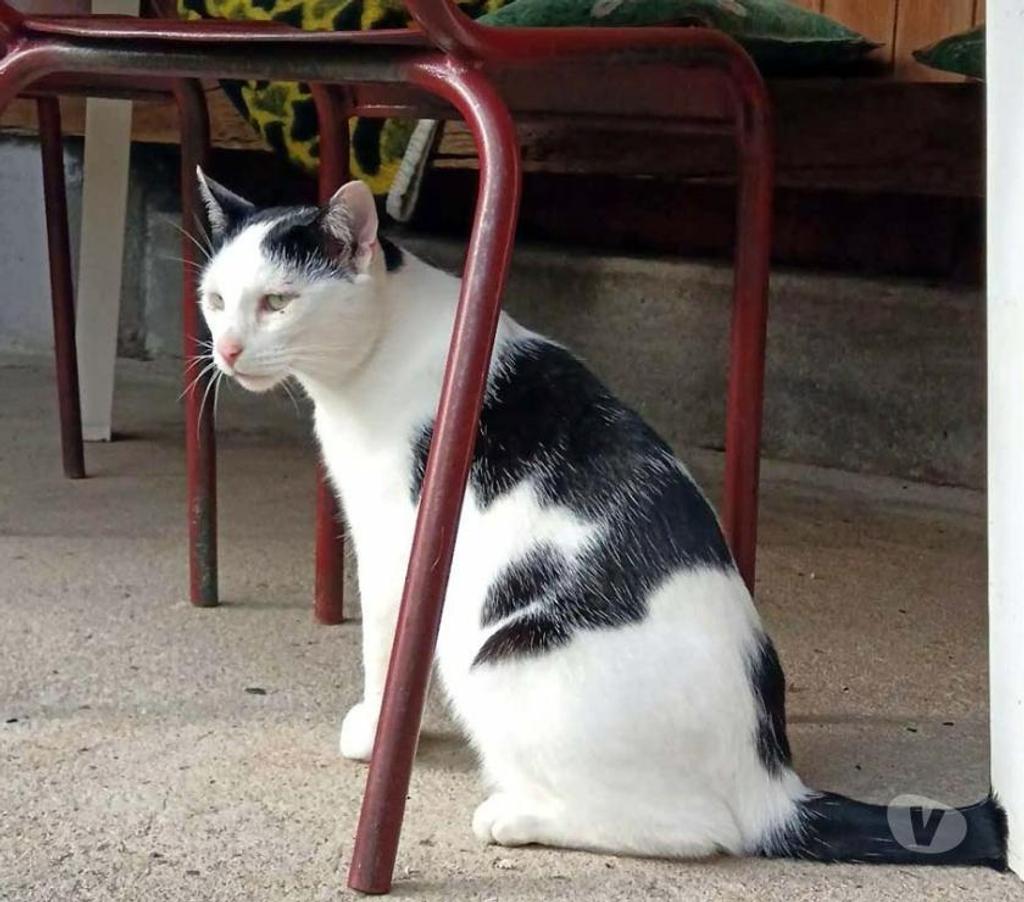 Vente Allier Theneuille - 03350 - Photos Vivastreet COSMOS, adorable chat noir et blanc à adopter