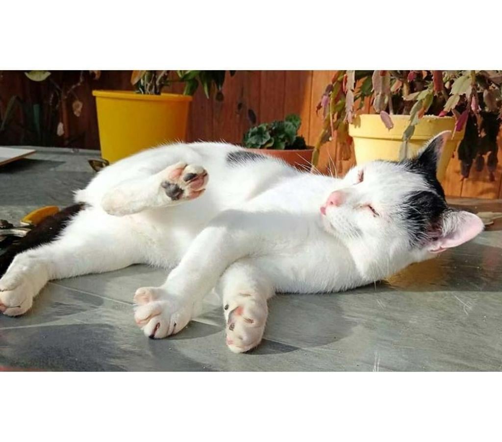 Vente Allier Theneuille - 03350 - Photos Vivastreet COSMOS, adorable chat noir et blanc à adopter