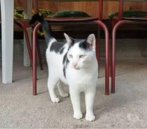 COSMOS, adorable chat noir et blanc à adopter