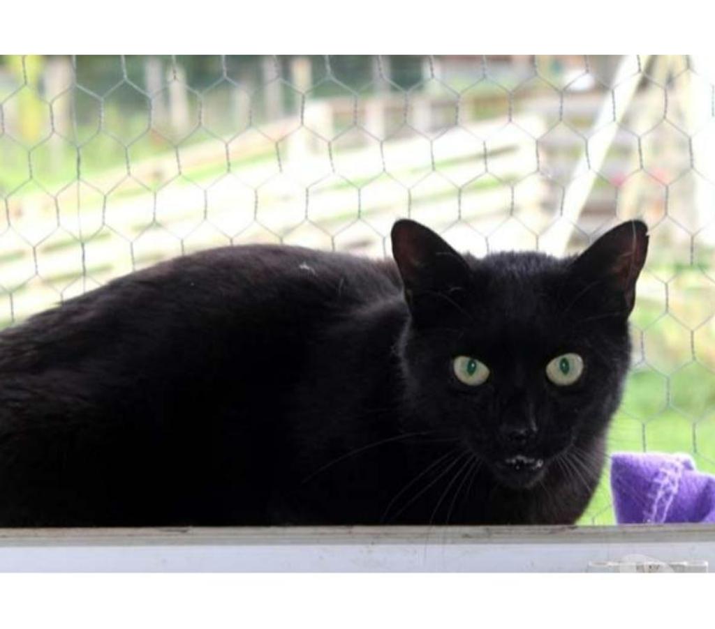 Vente Loire-Atlantique Nantes - Photos Vivastreet EROS, magnifique chat noir à adopter
