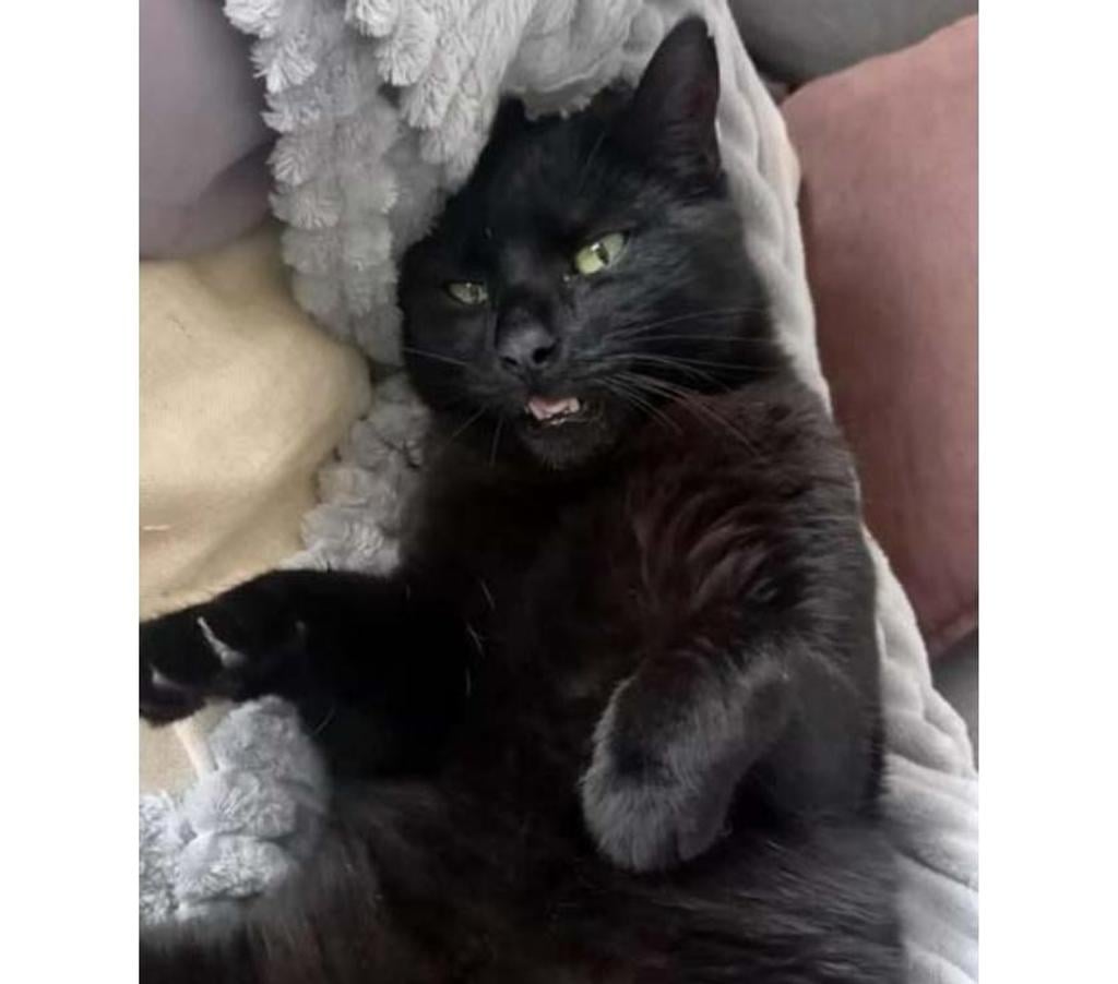 Vente Loire-Atlantique Nantes - Photos Vivastreet EROS, magnifique chat noir à adopter