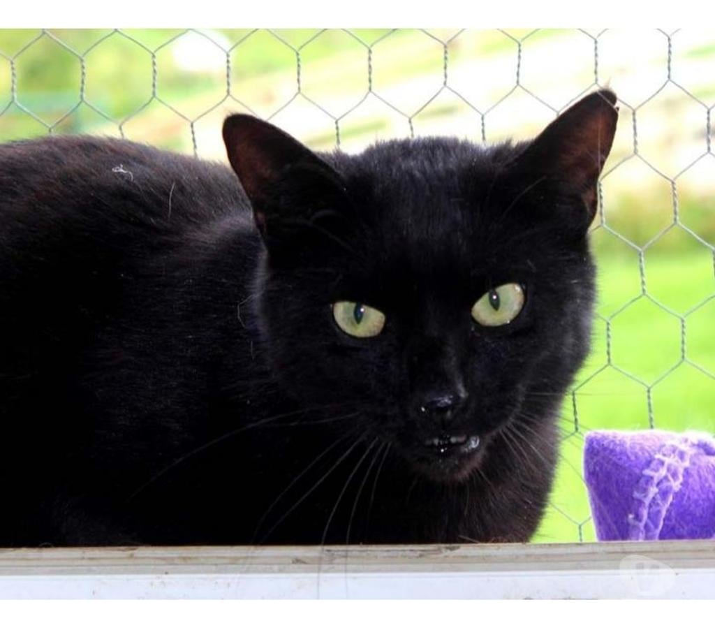 Vente Loire-Atlantique Nantes - Photos Vivastreet EROS, magnifique chat noir à adopter