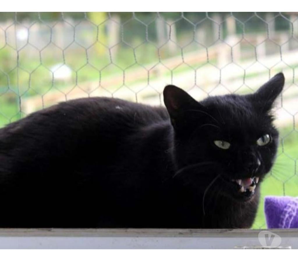 Vente Loire-Atlantique Nantes - Photos Vivastreet EROS, magnifique chat noir à adopter