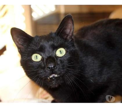 Vente Nantes Nantes - Photos Vivastreet EROS, magnifique chat noir à adopter