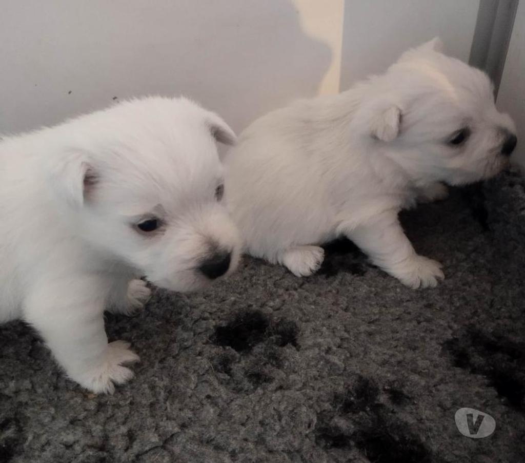 Vente Pas-de-Calais Ruminghem - 62370 - Photos Vivastreet A réserver chiots type westie