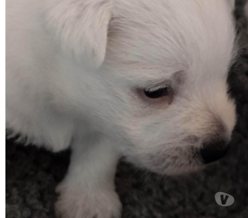 Vente Pas-de-Calais Ruminghem - 62370 - Photos Vivastreet A réserver chiots type westie