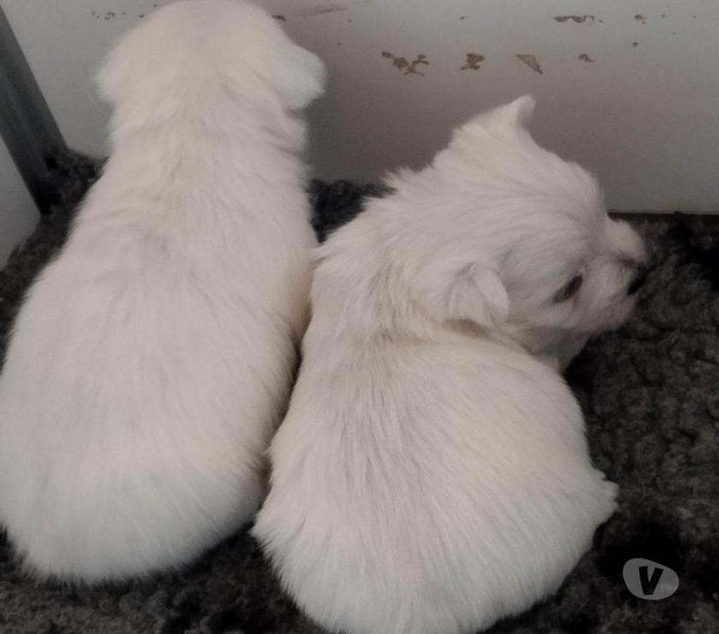 Vente Pas-de-Calais Ruminghem - 62370 - Photos Vivastreet A réserver chiots type westie