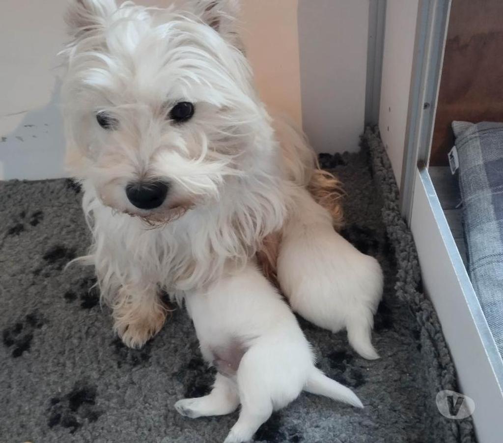 Vente Pas-de-Calais Ruminghem - 62370 - Photos Vivastreet A réserver chiots type westie