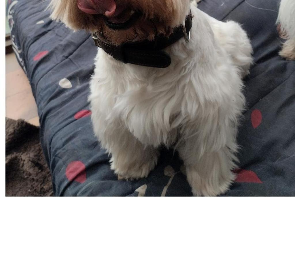 Vente Pas-de-Calais Ruminghem - 62370 - Photos Vivastreet A réserver chiots type westie