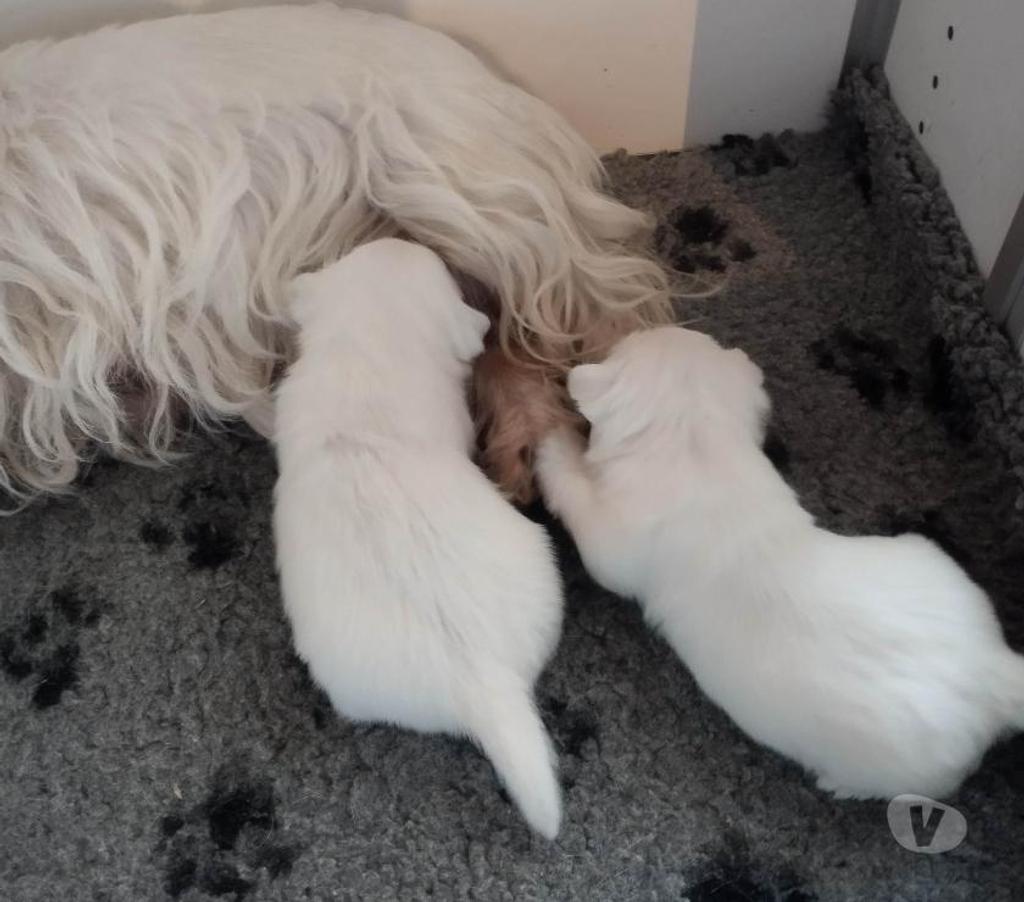 Vente Pas-de-Calais Ruminghem - 62370 - Photos Vivastreet A réserver chiots type westie