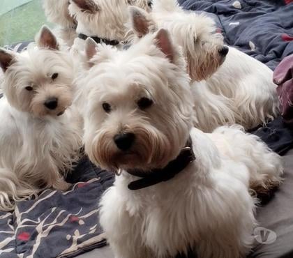 Vente animaux Ruminghem Pas-de-Calais - Photos Vivastreet A réserver chiots type westie