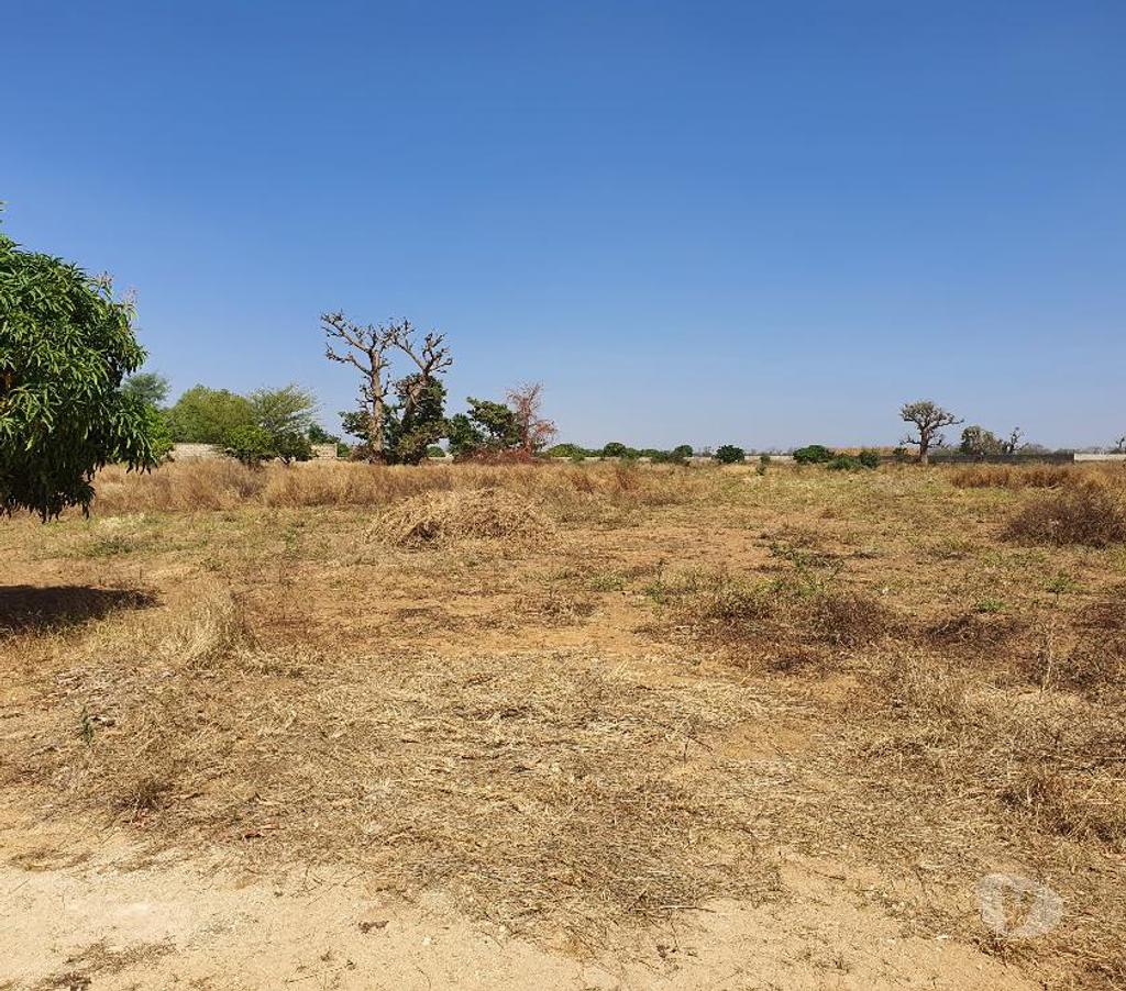 Terrain à vendre Sénégal - Photos Vivastreet TERRAINS 10 ha FACE RESERVE BANDIA SENEGAL