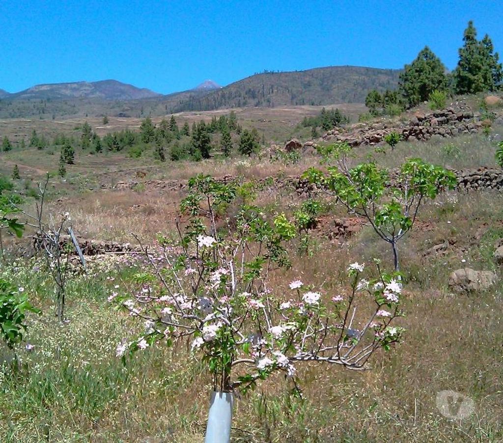 Terrain à vendre Espagne - Photos Vivastreet Terrain agricole à La Quinta de Taucho - Ténérife