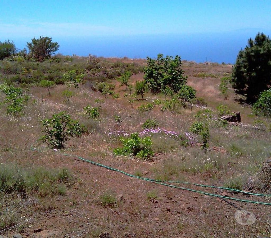 Terrain à vendre Espagne - Photos Vivastreet Terrain agricole à La Quinta – Taucho - Ténérife