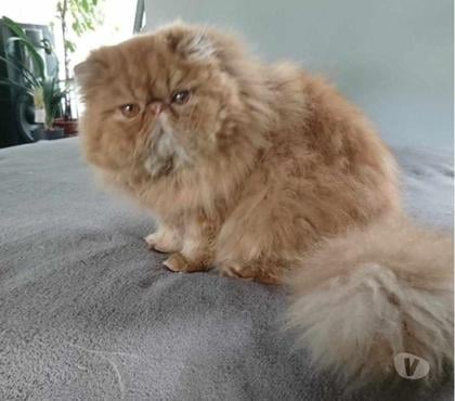 Vente animaux Rennes Rennes - Photos Vivastreet Jeunes reproducteurs persans LOOF