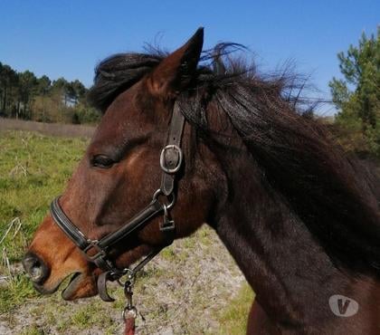 Services, accessoires - autres Taller Landes - Photos Vivastreet prête un poney pour balade