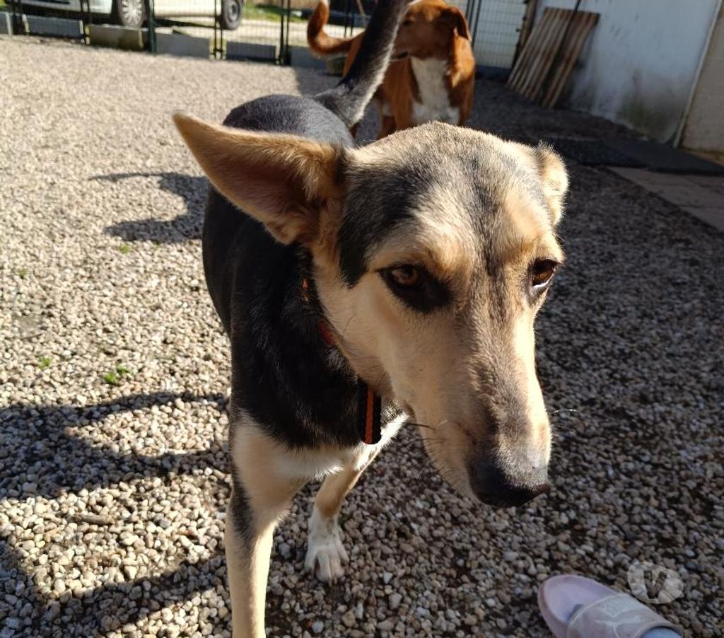 Vente Vendée Bois de Cene - 85710 - Photos Vivastreet Luna chienne croisé à adopter