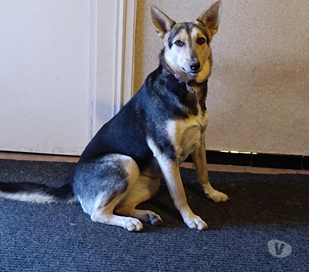 Vente Vendée Bois de Cene - 85710 - Photos Vivastreet Luna chienne croisé à adopter