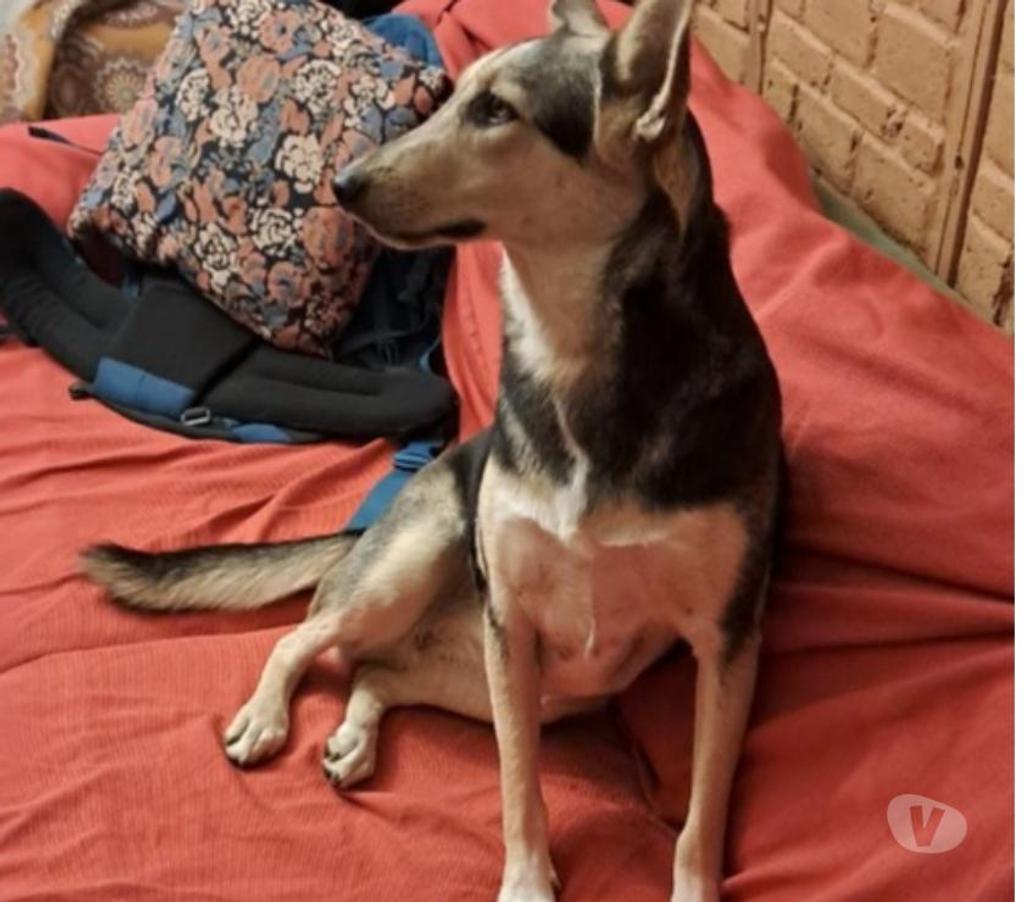 Vente Vendée Bois de Cene - 85710 - Photos Vivastreet Luna chienne croisé à adopter